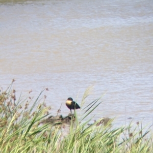 Tadorna tadornoides at Kerang, VIC - 29 Jan 2022 12:08 PM