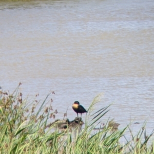 Tadorna tadornoides at Kerang, VIC - 29 Jan 2022 12:08 PM