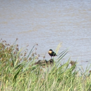 Tadorna tadornoides at Kerang, VIC - 29 Jan 2022 12:08 PM