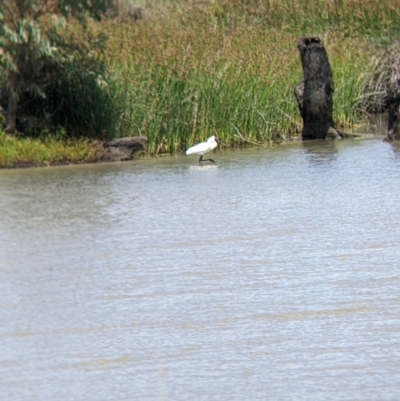 Platalea regia (Royal Spoonbill) at Kerang, VIC - 29 Jan 2022 by Darcy