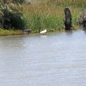 Platalea regia at Kerang, VIC - 29 Jan 2022