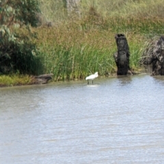 Platalea regia at Kerang, VIC - 29 Jan 2022 12:12 PM