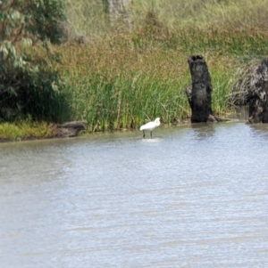 Platalea regia at Kerang, VIC - 29 Jan 2022