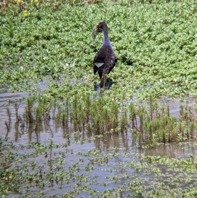 Porphyrio melanotus (Australasian Swamphen) at Kerang, VIC - 29 Jan 2022 by Darcy