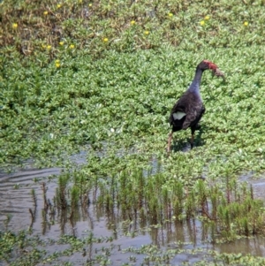 Porphyrio melanotus at Kerang, VIC - 29 Jan 2022