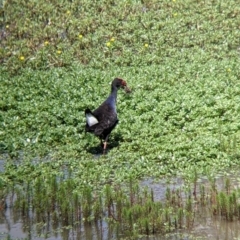 Porphyrio melanotus at Kerang, VIC - 29 Jan 2022