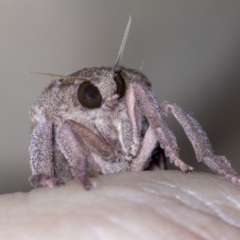 Elhamma australasiae (A Swift or Ghost moth (Hepialidae)) at Higgins, ACT - 29 Jan 2022 by AlisonMilton