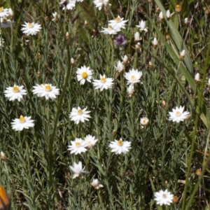 Rhodanthe anthemoides at Cotter River, ACT - 27 Jan 2022 02:28 PM