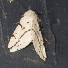 Ardices canescens (Dark-spotted Tiger Moth) at Higgins, ACT - 28 Jan 2022 by AlisonMilton