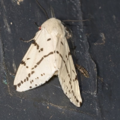 Ardices canescens (Dark-spotted Tiger Moth) at Higgins, ACT - 27 Jan 2022 by AlisonMilton