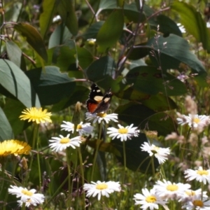 Vanessa itea at Cotter River, ACT - 27 Jan 2022