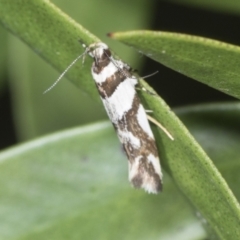 Macrobathra desmotoma ( A Cosmet moth) at Higgins, ACT - 27 Jan 2022 by AlisonMilton