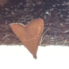 Endotricha ignealis (A Pyralid moth (Endotrichinae)) at Goulburn, NSW - 29 Jan 2022 by Rixon