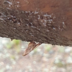 Endotricha ignealis at Goulburn, NSW - 29 Jan 2022 06:03 PM