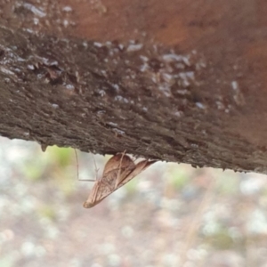 Endotricha ignealis at Goulburn, NSW - 29 Jan 2022 06:03 PM