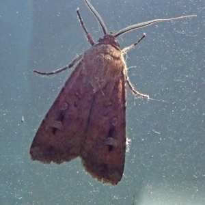 Agrotis infusa at Reid, ACT - 31 Dec 2021