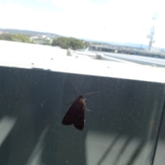 Agrotis infusa at Reid, ACT - 31 Dec 2021