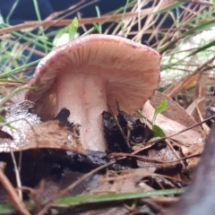 Russula sp. (Russula) at Goulburn, NSW - 29 Jan 2022 by Rixon