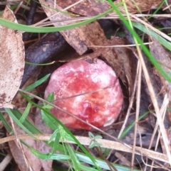 Russula sp. (genus) at Goulburn, NSW - 29 Jan 2022