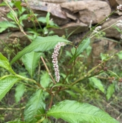 Persicaria lapathifolia (Pale Knotweed) at Hackett, ACT - 29 Jan 2022 by cmobbs