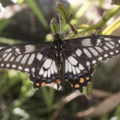 Papilio anactus (Dainty Swallowtail) at Higgins, ACT - 24 Jan 2022 by AlisonMilton