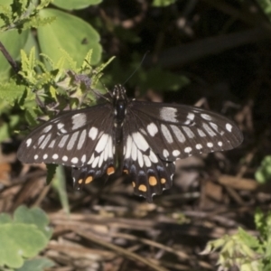 Papilio anactus at Higgins, ACT - 25 Jan 2022