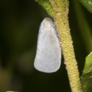 Anzora unicolor at Higgins, ACT - 21 Jan 2022