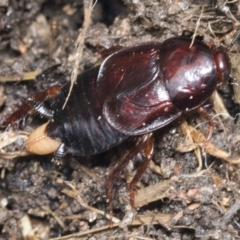Unidentified Cockroach (Blattodea, several families) (TBC) at Higgins, ACT - 22 Jan 2022 by AlisonMilton