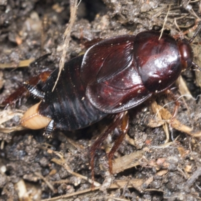 Paratemnopteryx couloniana (A native cockroach) at Higgins, ACT - 22 Jan 2022 by AlisonMilton