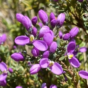 Comesperma retusum at Cotter River, ACT - 27 Jan 2022