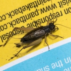 Trigonidium sp. (genus) (A Sword-tail Cricket) at Higgins, ACT - 22 Jan 2022 by AlisonMilton