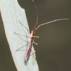 Rayieria acaciae (Acacia-spotting bug) at Hawker, ACT - 26 Jan 2022 by AlisonMilton
