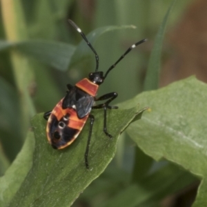 Dindymus versicolor at Hawker, ACT - 26 Jan 2022