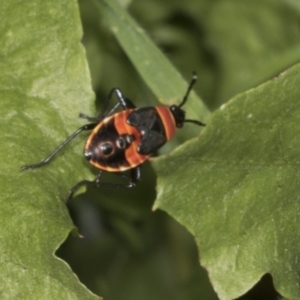 Dindymus versicolor at Hawker, ACT - 26 Jan 2022