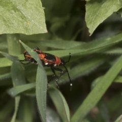 Dindymus versicolor at Hawker, ACT - 26 Jan 2022