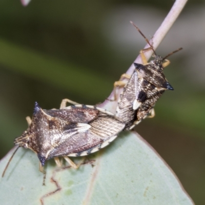 Oechalia schellenbergii (Spined Predatory Shield Bug) at Hawker, ACT - 26 Jan 2022 by AlisonMilton