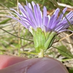 Brachyscome decipiens (Field Daisy) at Cotter River, ACT - 27 Jan 2022 by RAllen