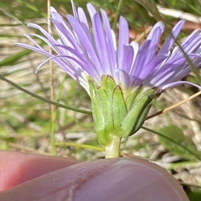 Brachyscome decipiens (Field Daisy) at Cotter River, ACT - 27 Jan 2022 by RAllen