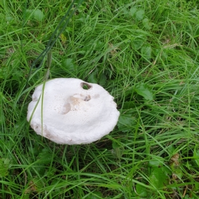 Macrolepiota dolichaula (Macrolepiota dolichaula) at Goulburn Wetlands - 29 Jan 2022 by Rixon