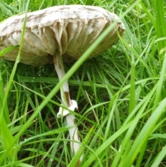 Macrolepiota dolichaula at Goulburn, NSW - 29 Jan 2022