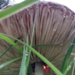 Macrolepiota dolichaula at Goulburn, NSW - 29 Jan 2022