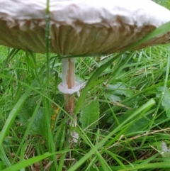 Macrolepiota dolichaula at Goulburn, NSW - 29 Jan 2022