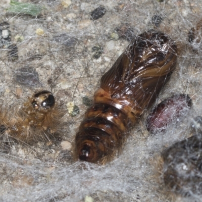 Leptocneria reducta (White cedar moth) at Higgins, ACT - 28 Jan 2022 by AlisonMilton