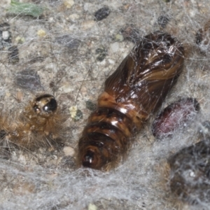 Leptocneria reducta at Higgins, ACT - 29 Jan 2022