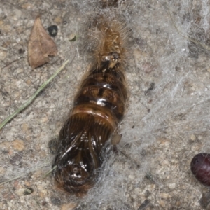 Leptocneria reducta at Higgins, ACT - 29 Jan 2022