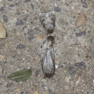 Leptocneria reducta at Higgins, ACT - 29 Jan 2022