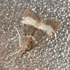 Uresiphita ornithopteralis (Tree Lucerne Moth) at Higgins, ACT - 26 Jan 2022 by AlisonMilton