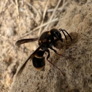 Paralastor sp. (genus) at Murrumbateman, NSW - 29 Jan 2022