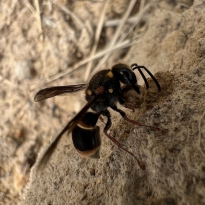 Paralastor sp. (genus) (Potter Wasp) at Murrumbateman, NSW - 29 Jan 2022 by SimoneC