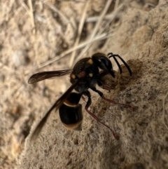 Paralastor sp. (genus) (Potter Wasp) at Murrumbateman, NSW - 29 Jan 2022 by SimoneC